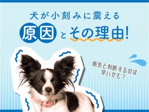 ドッグフードの神様｜動物往診＋在宅ケアサービス　にくきゅう